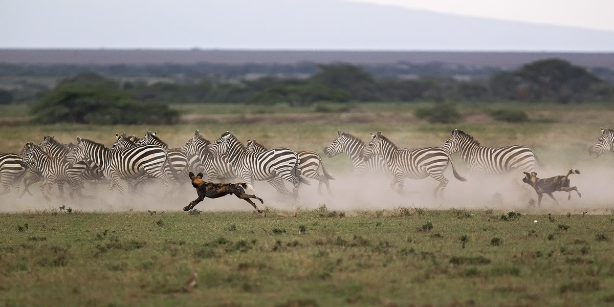 The hunting / 3: the control