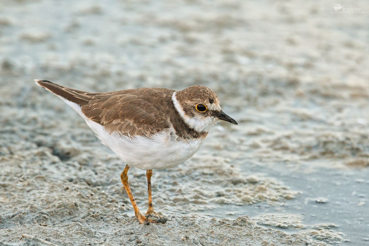 Little Ringed Plover