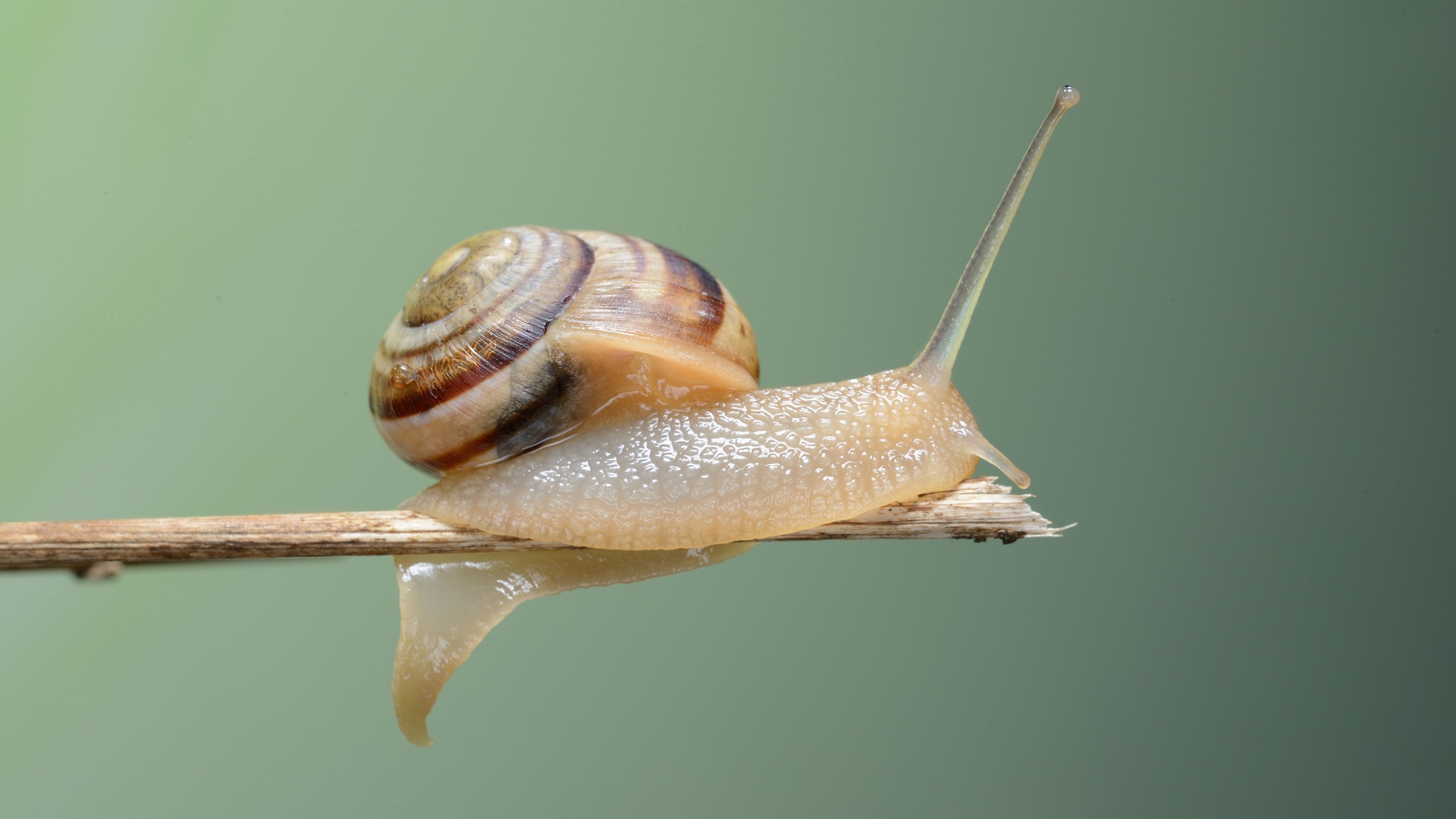 snail