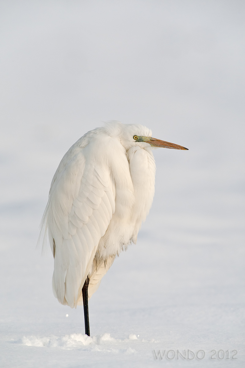 Classico invernale parmense