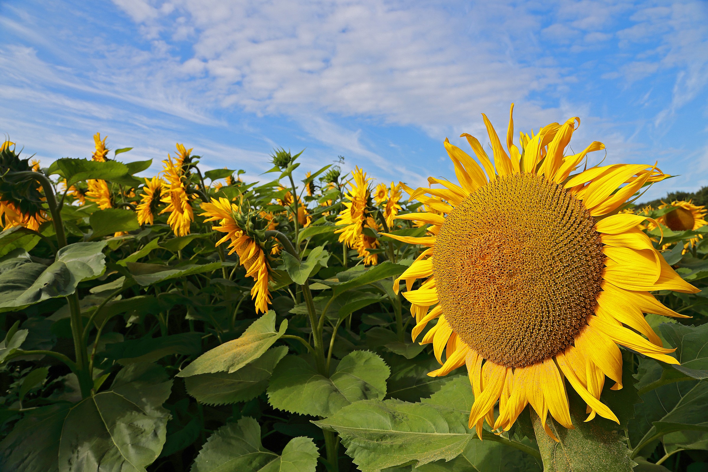 The sun flower - Brittany