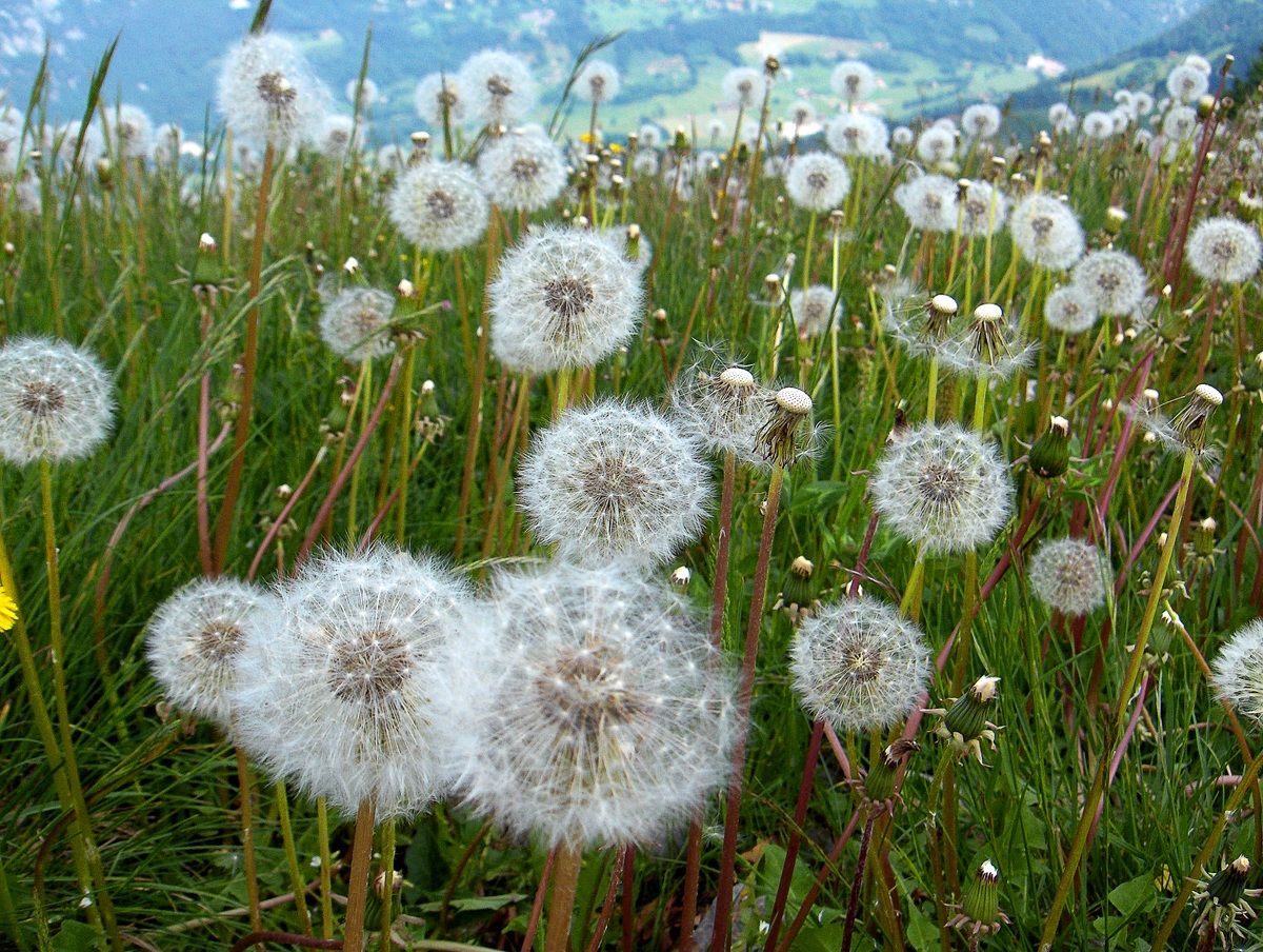 Prato di Dente di leone