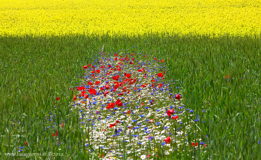 The plain of Castelluccio