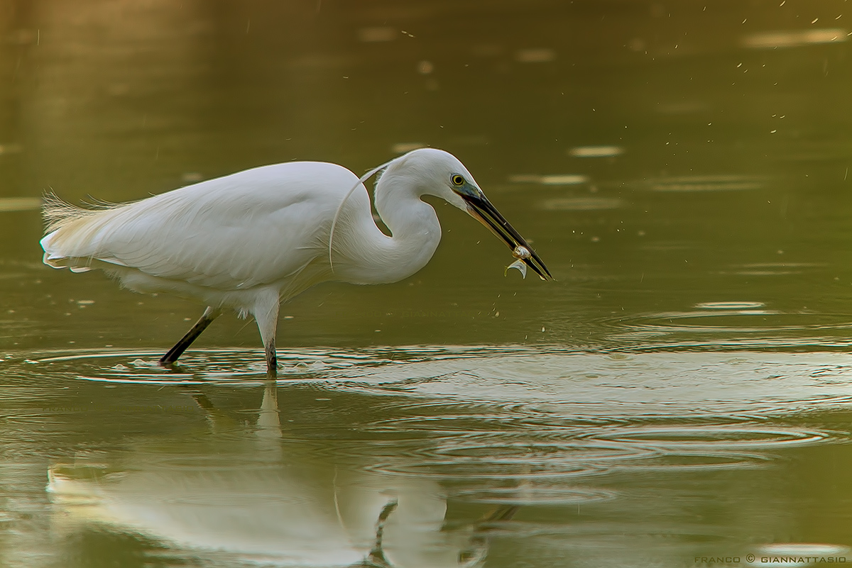 Egret with small prey.