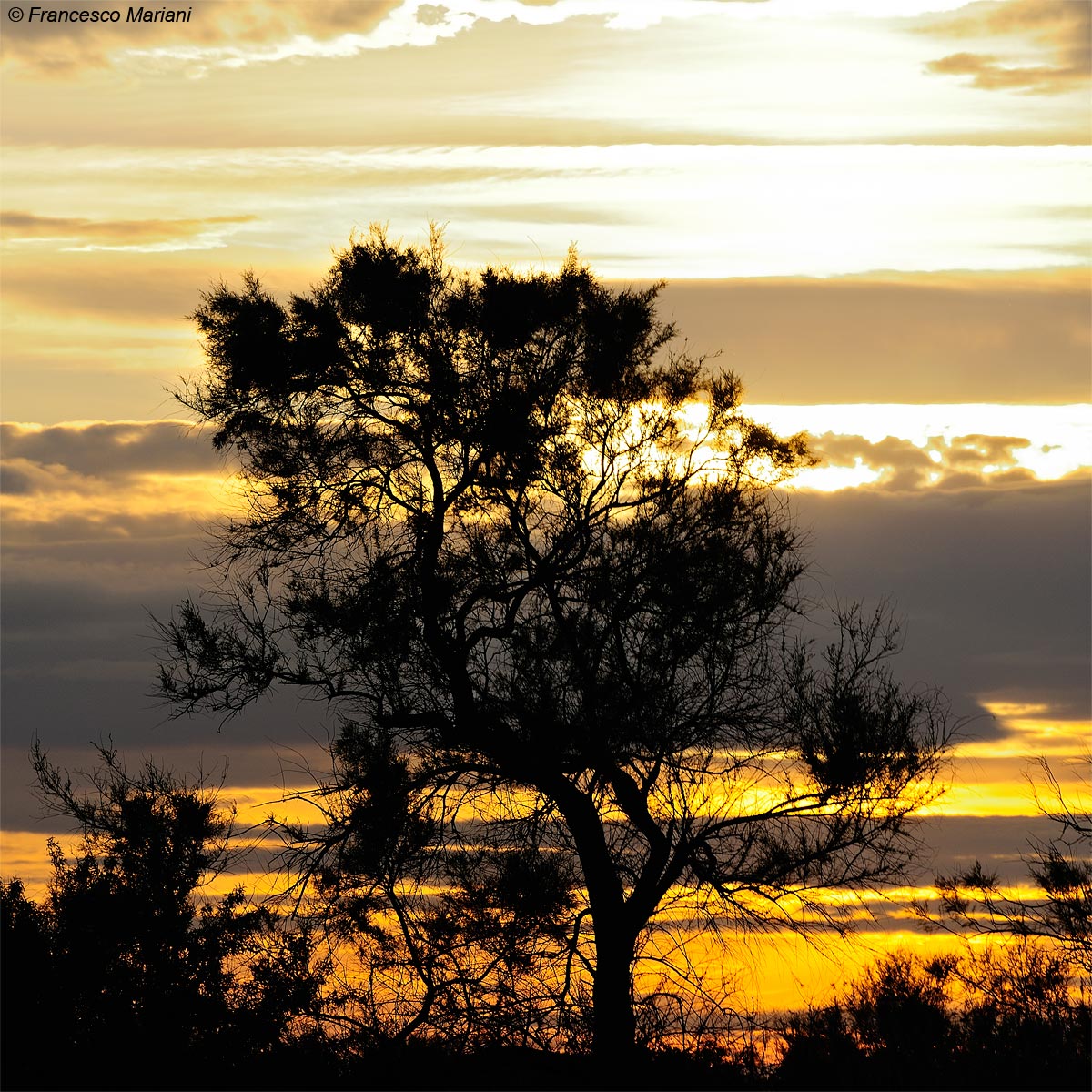 Tramonto Camarguese