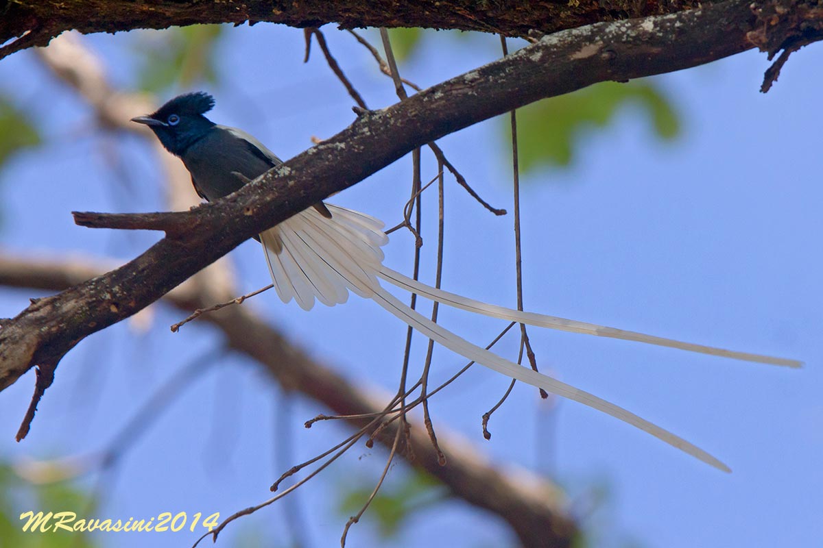 african paradise flycatcher