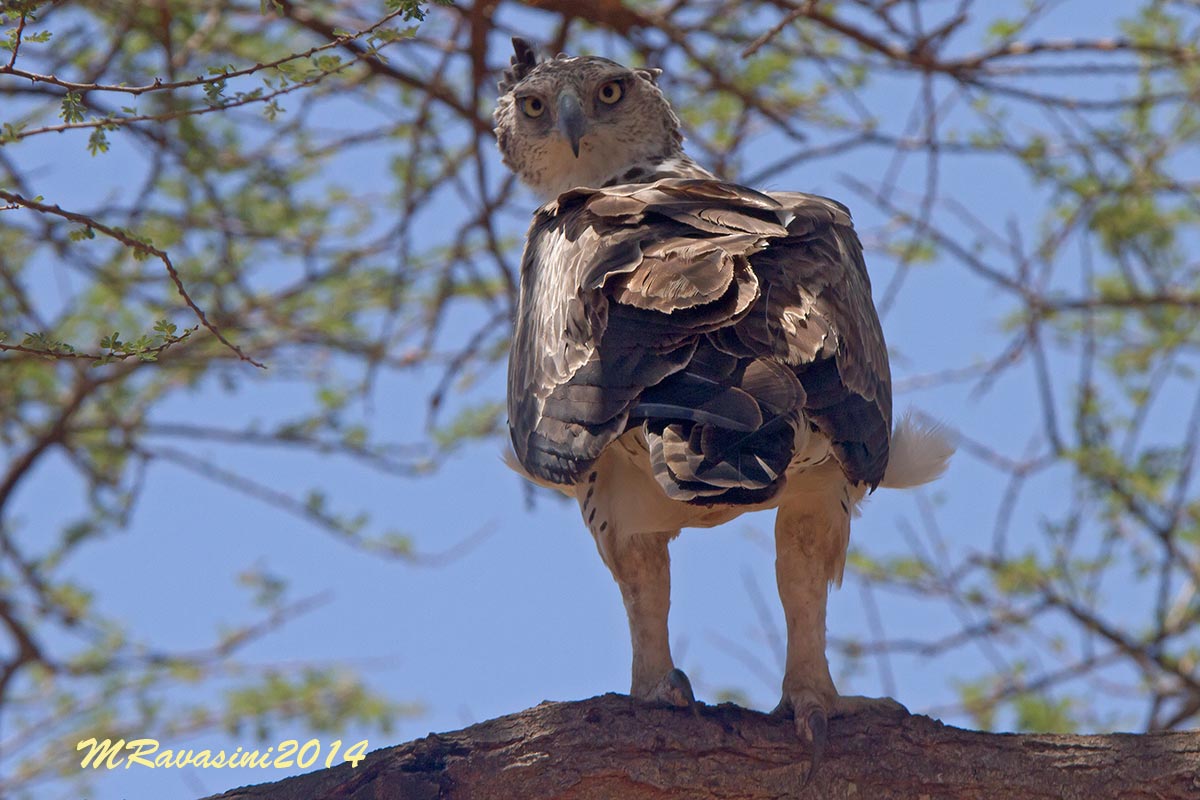 martial eagle immature