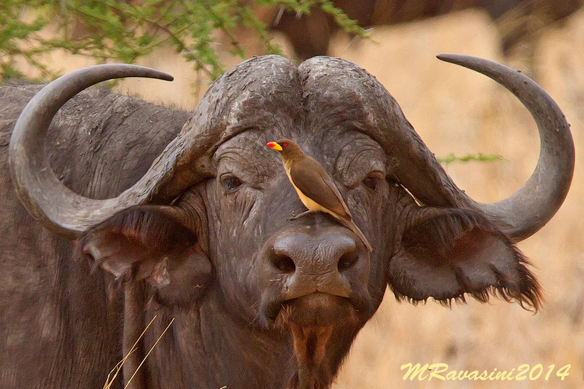 buffalo and yellow-billed oxpecker