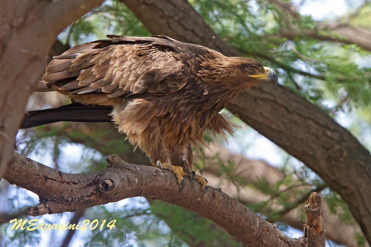 Tawny Eagle adult