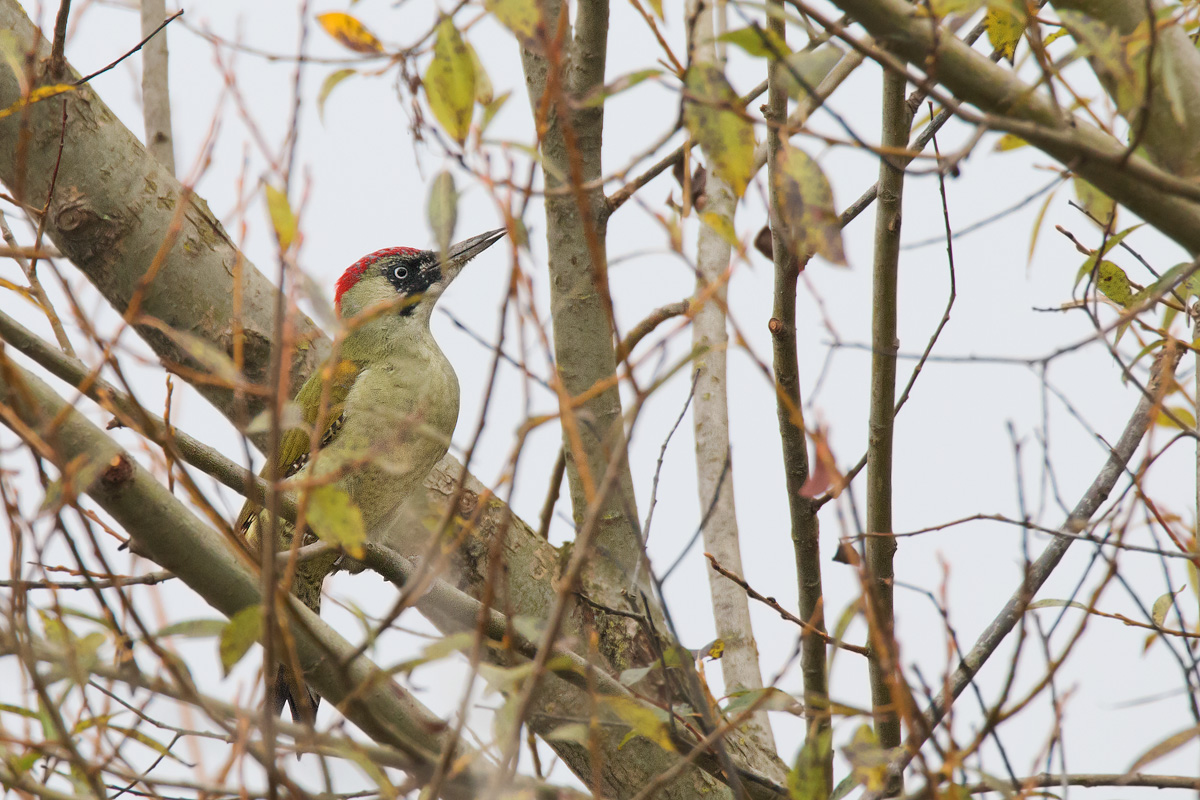 The legendary Green Woodpecker
