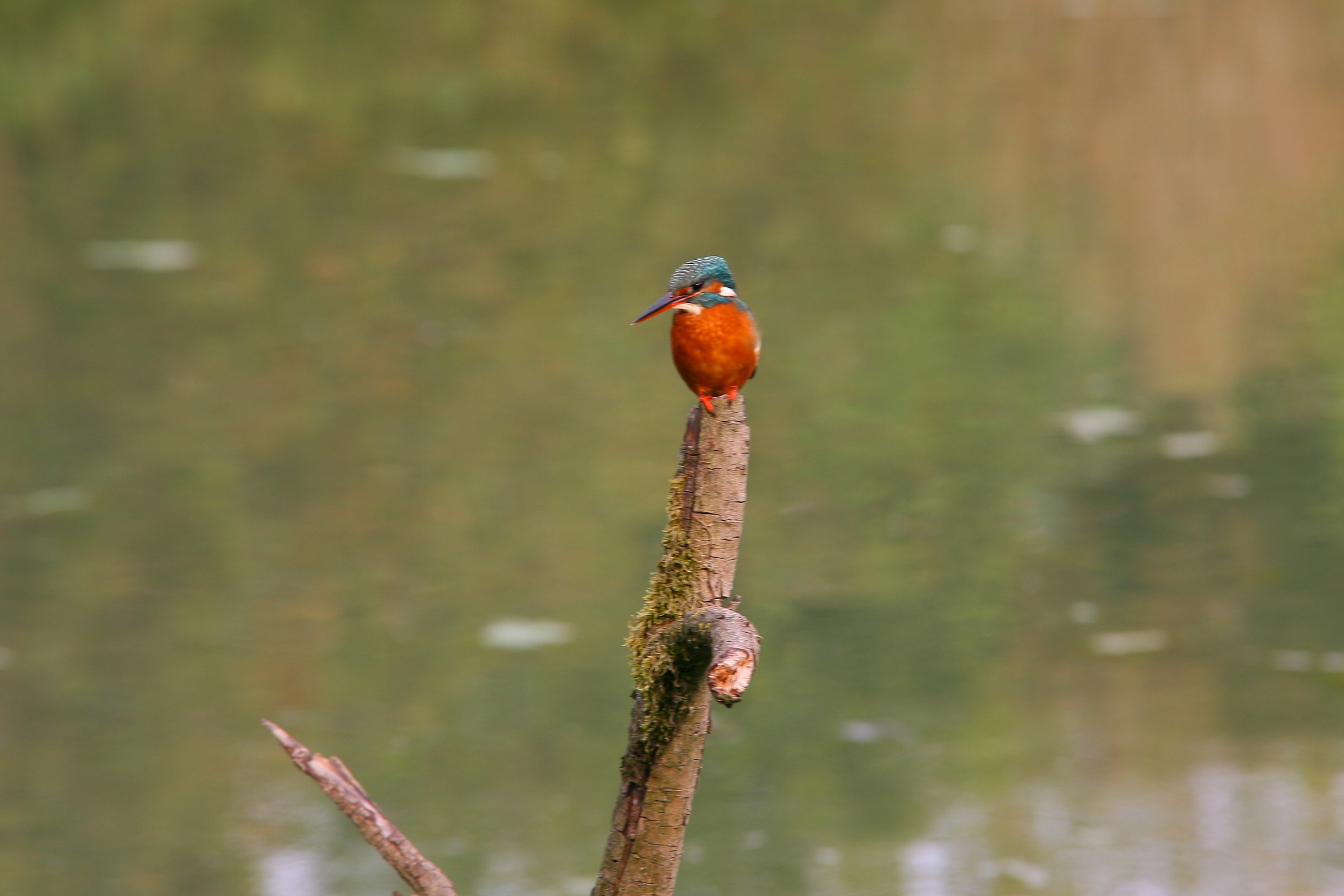 The first martin my nephew (6 years)