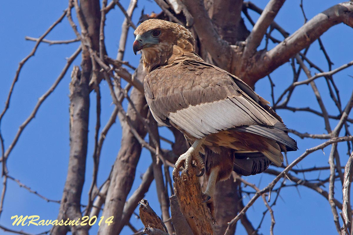 Bateleur immature