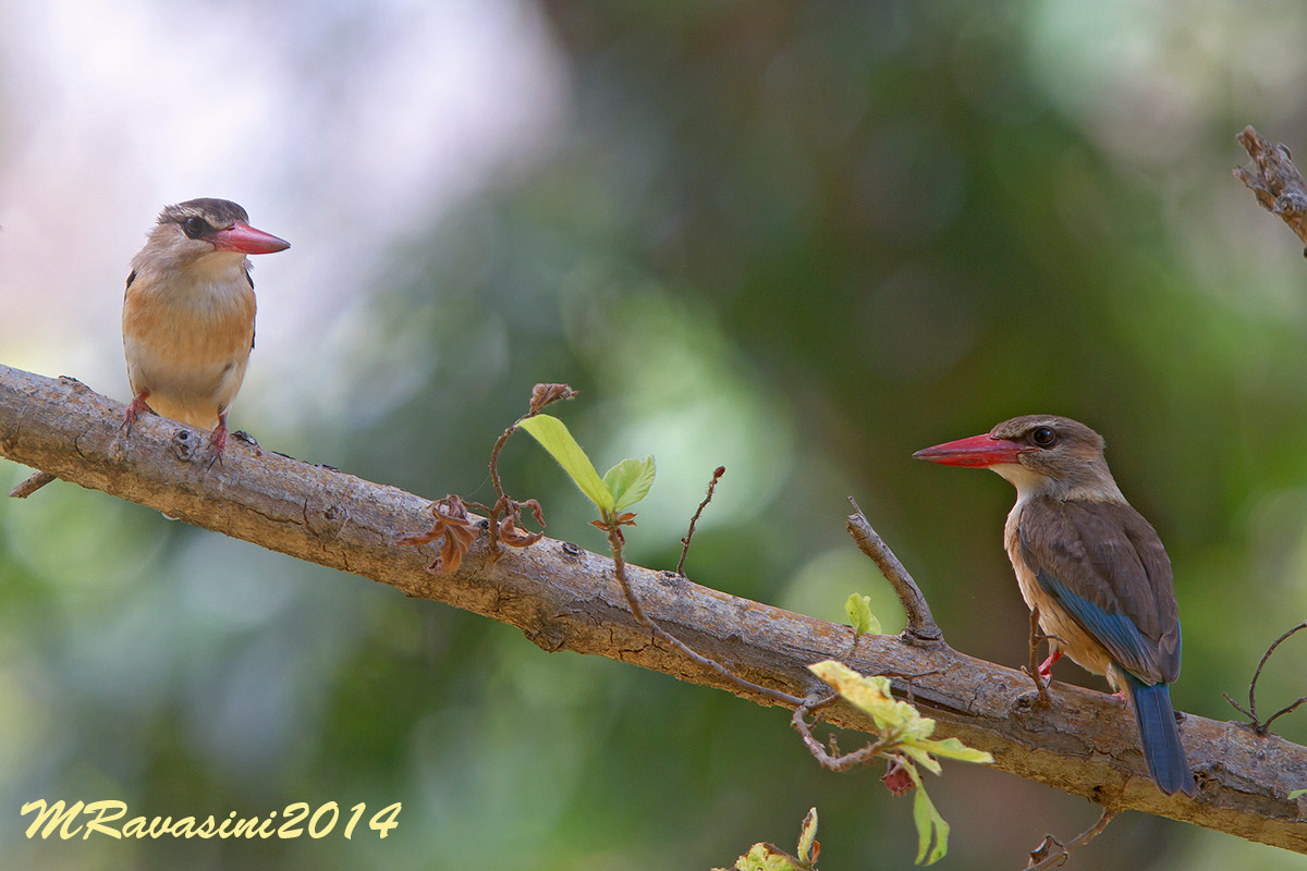 Brown-headed Kinfisher, Adult and immature