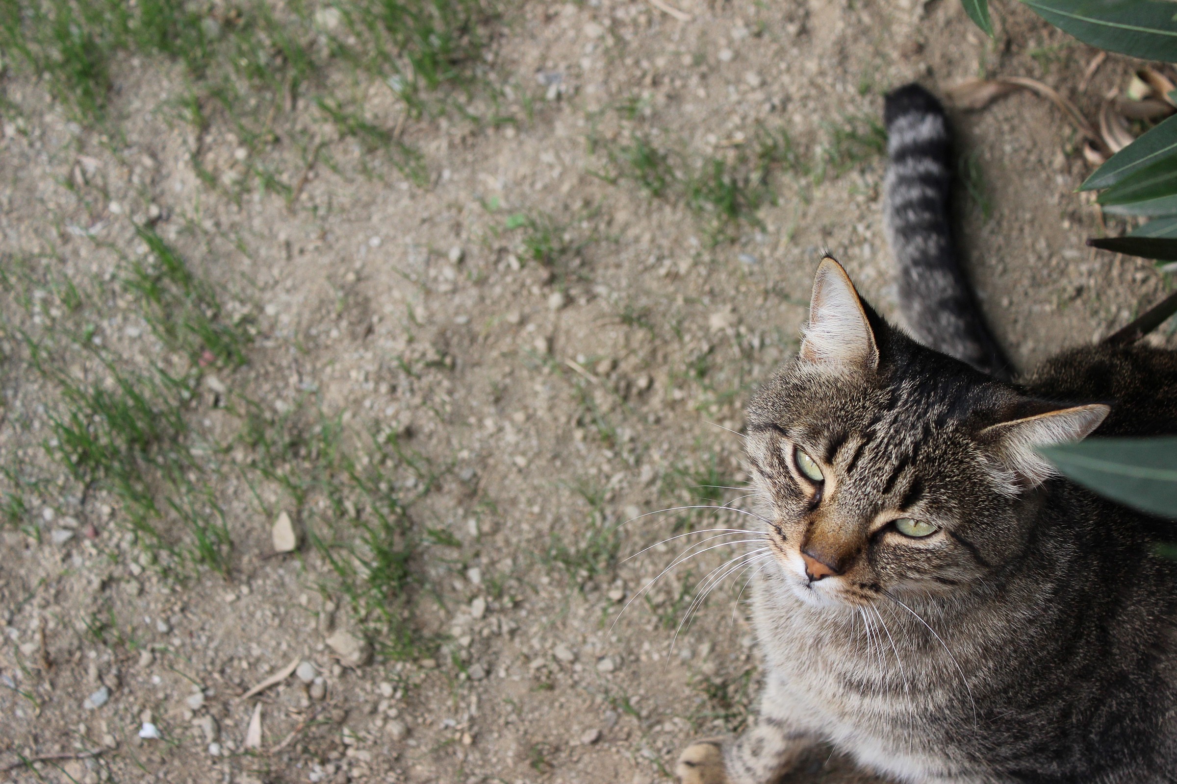 Look suspect (sketch)