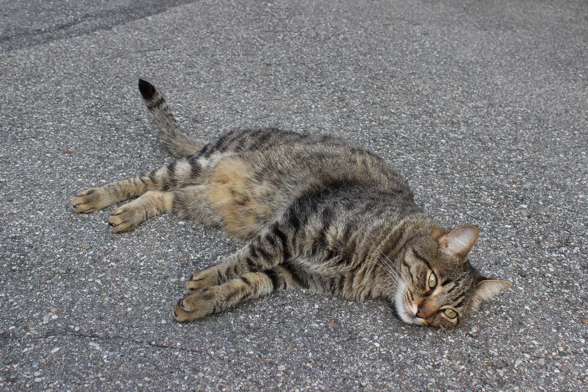 relax on the asphalt