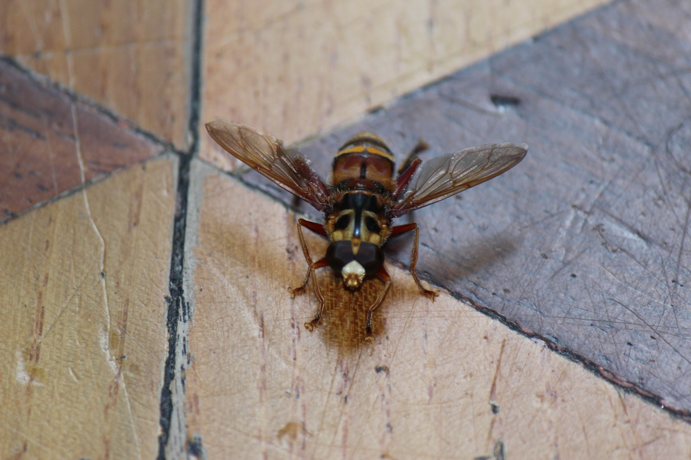 bumble bee (cartoon effect)