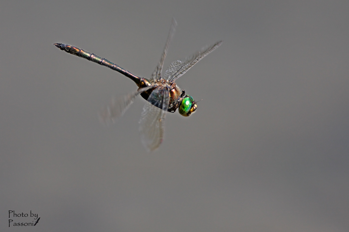 Somatochlora Metallica!