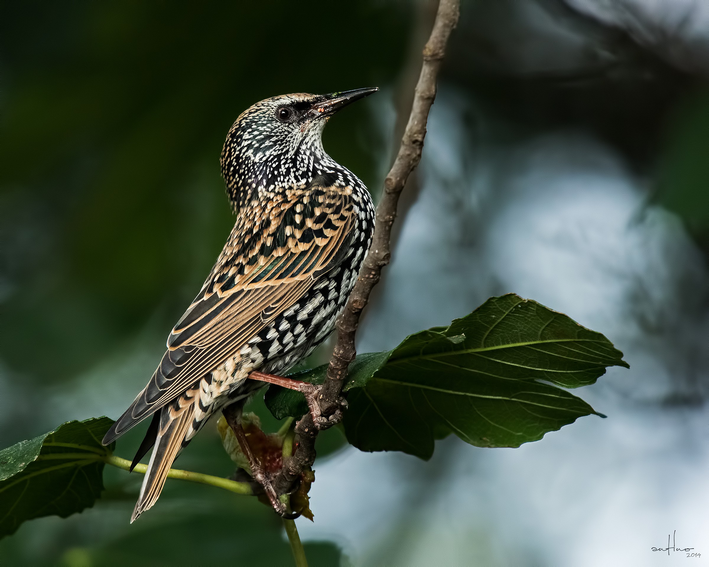 Reversal of the fig tree