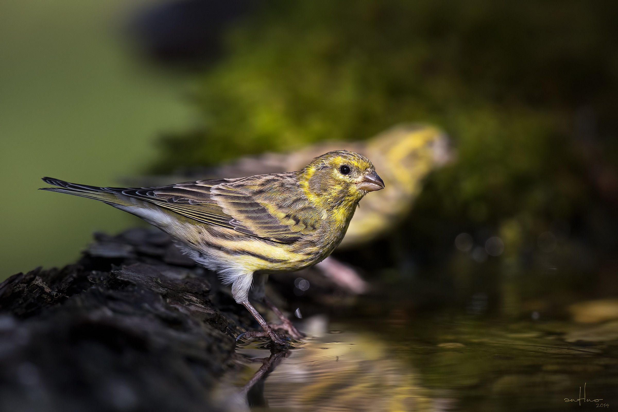 Two serins
