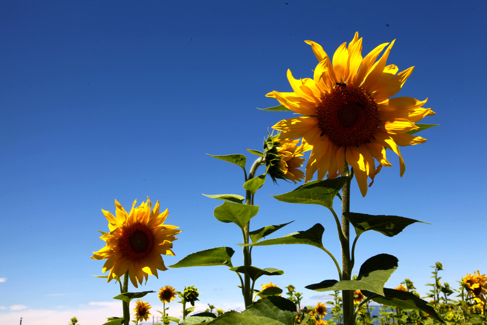 tournesols