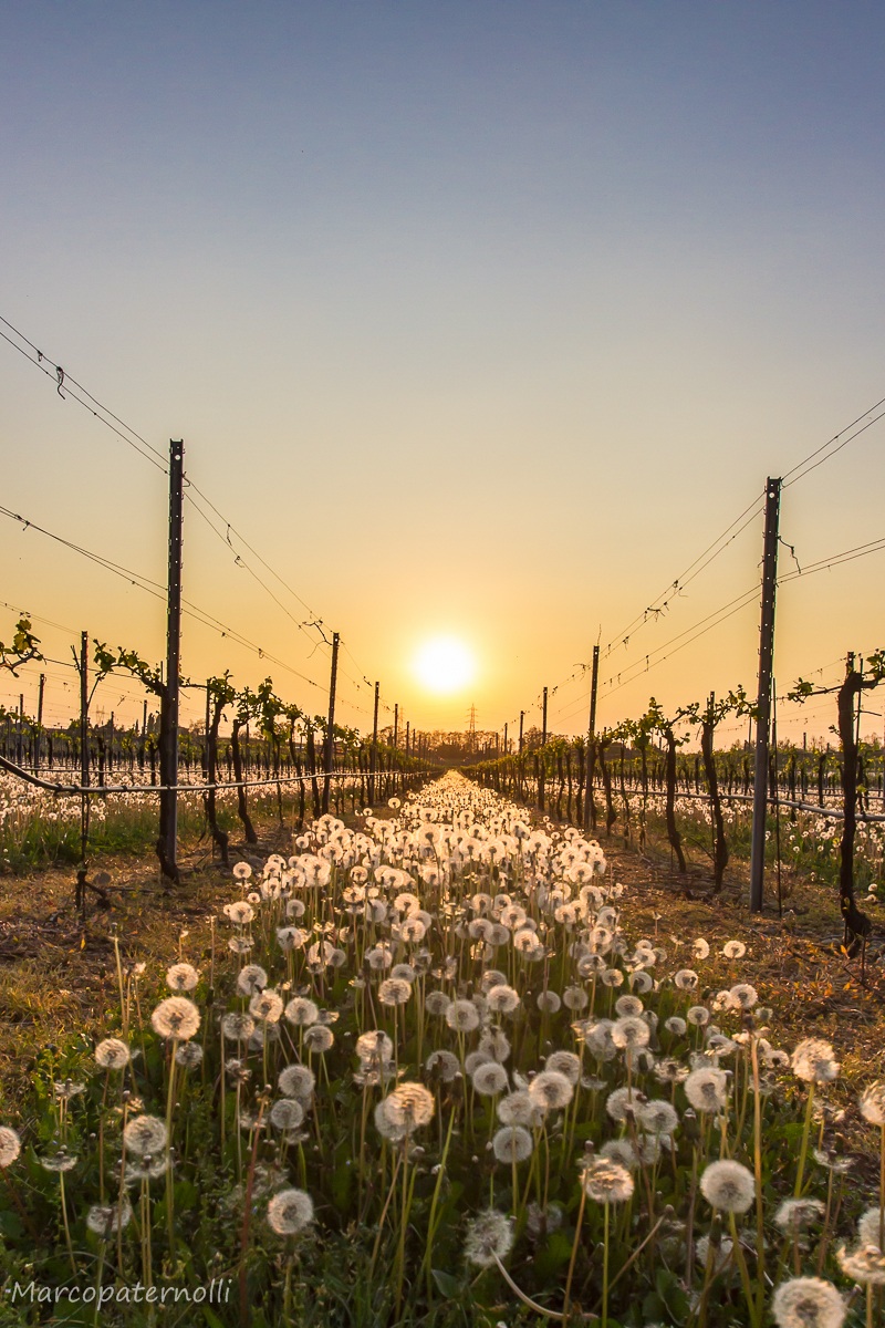 soffioni tra le viti