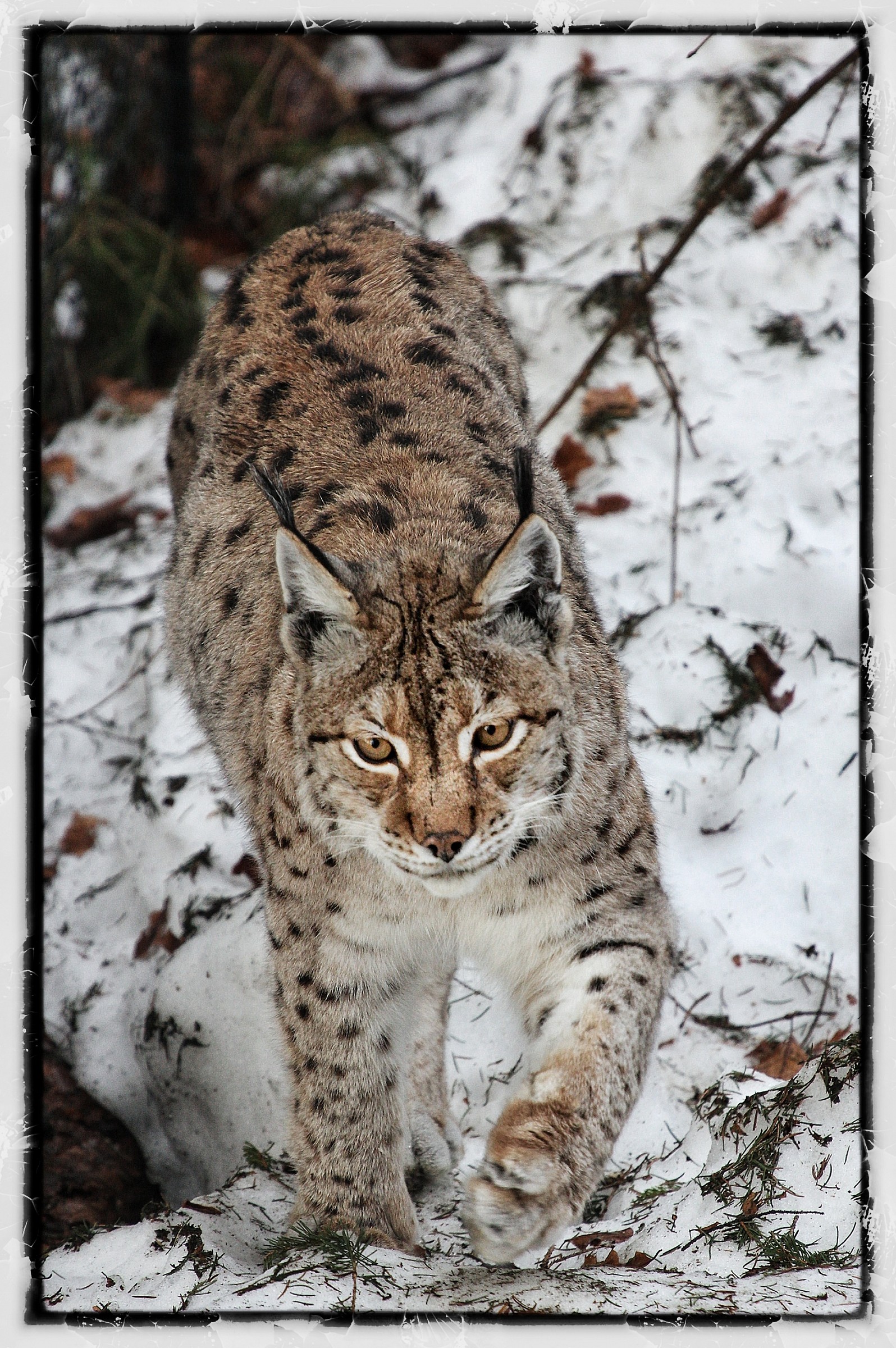 Lince
