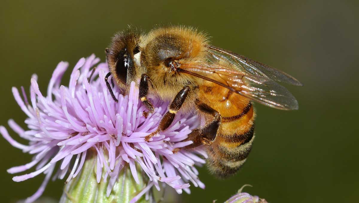 Apis mellifera