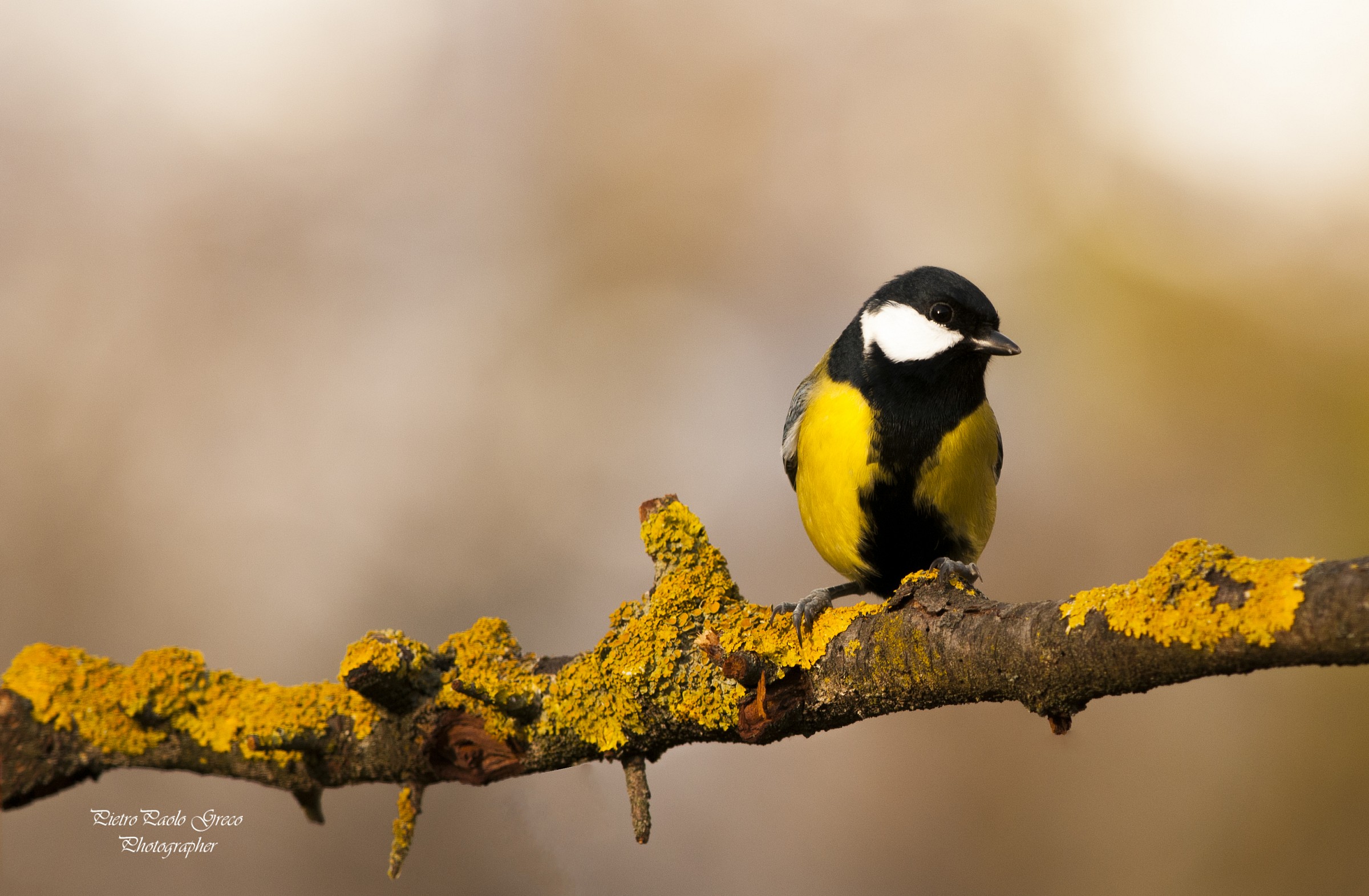 Great Tit