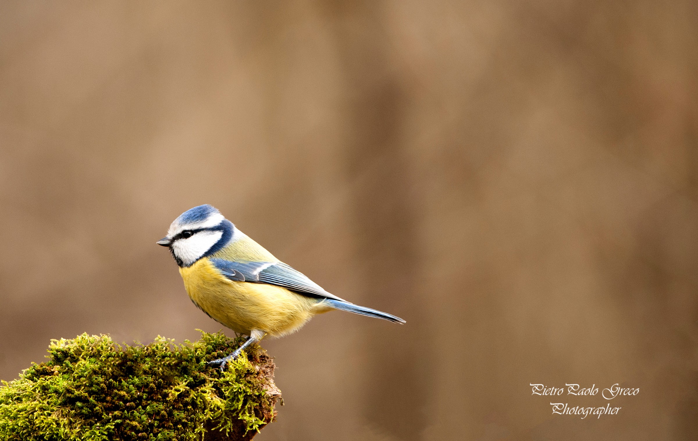 Blue Tit