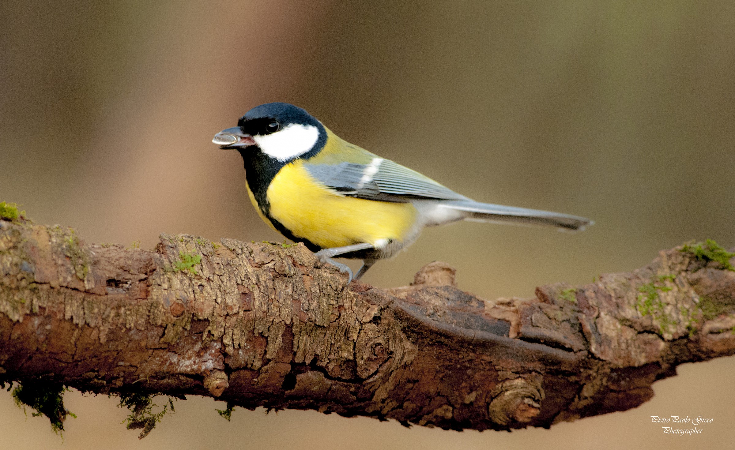Great Tit