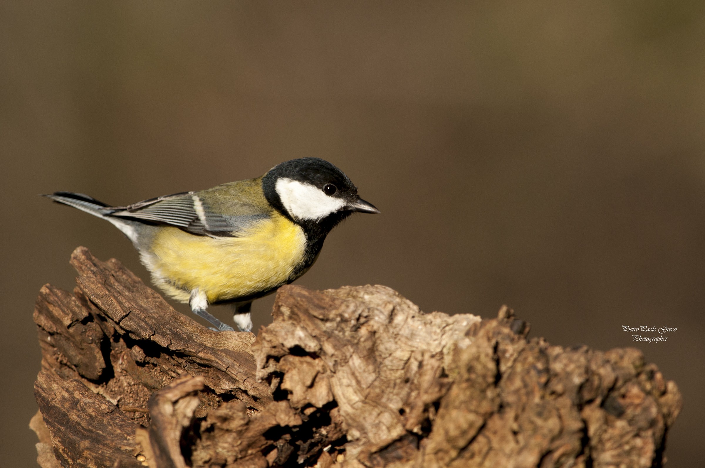 Great Tit