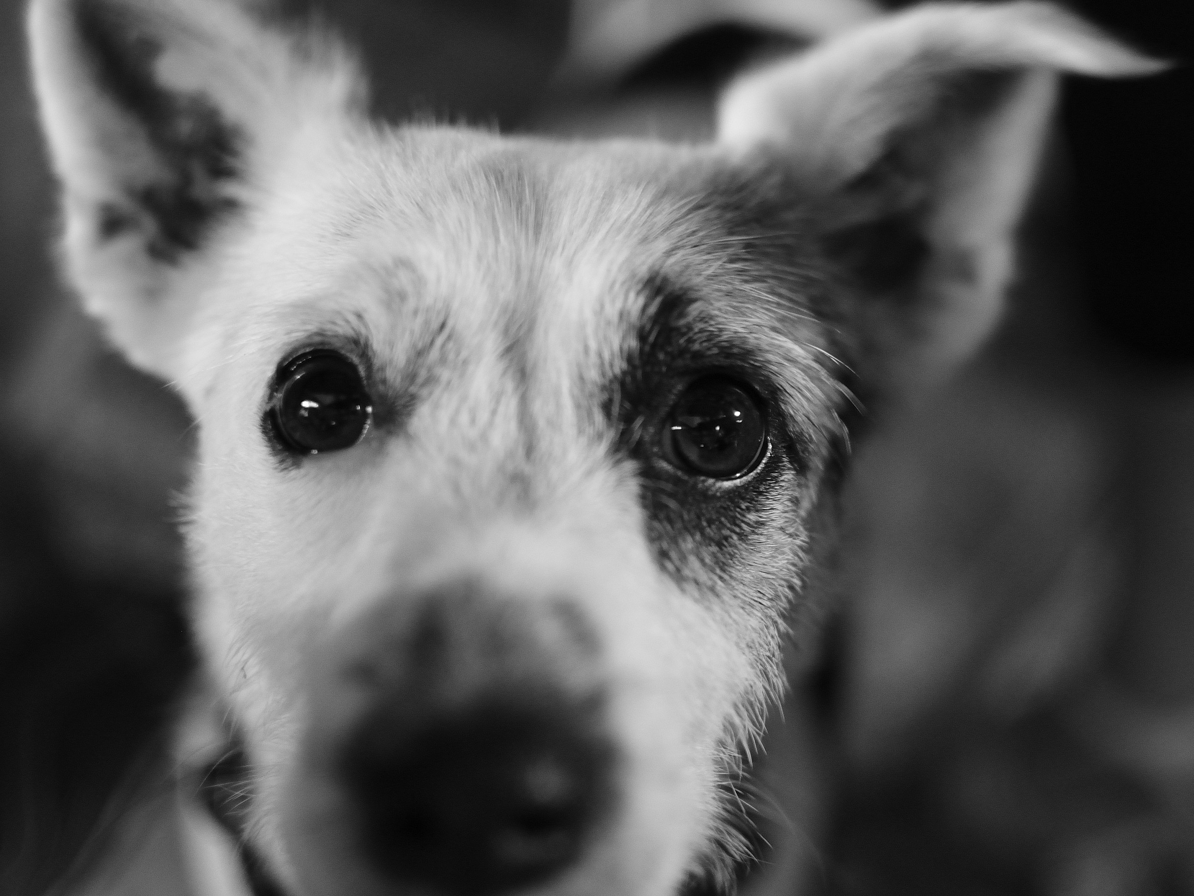 guardiamoci negli occhi