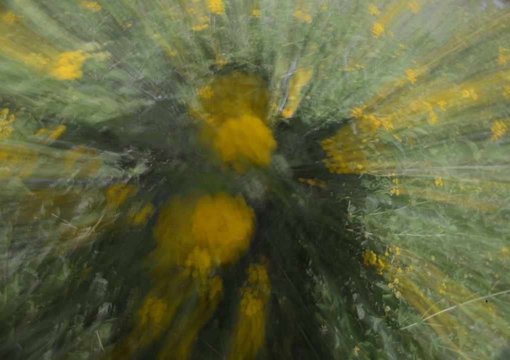 Esplosione di lantane