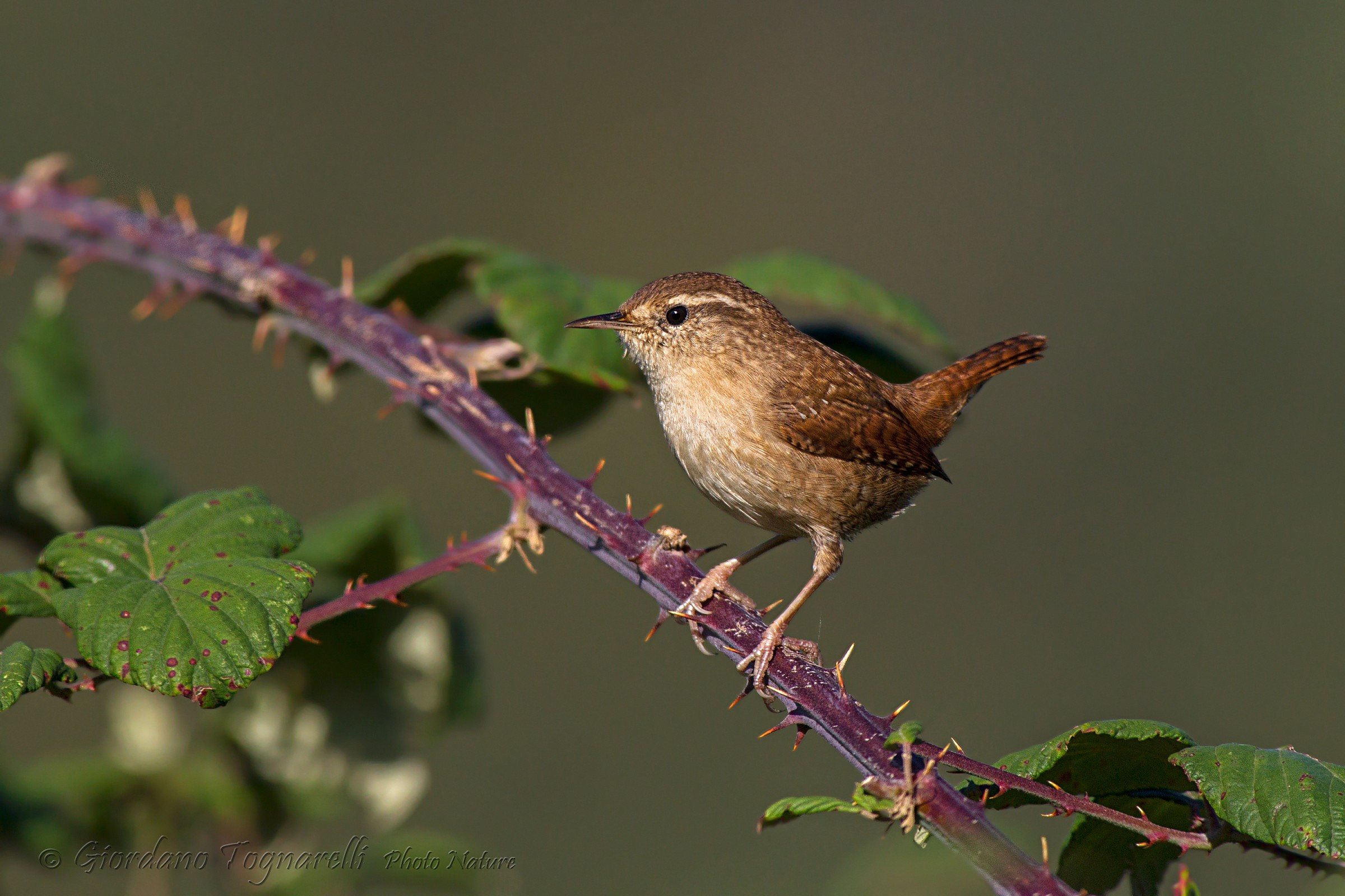 Wren