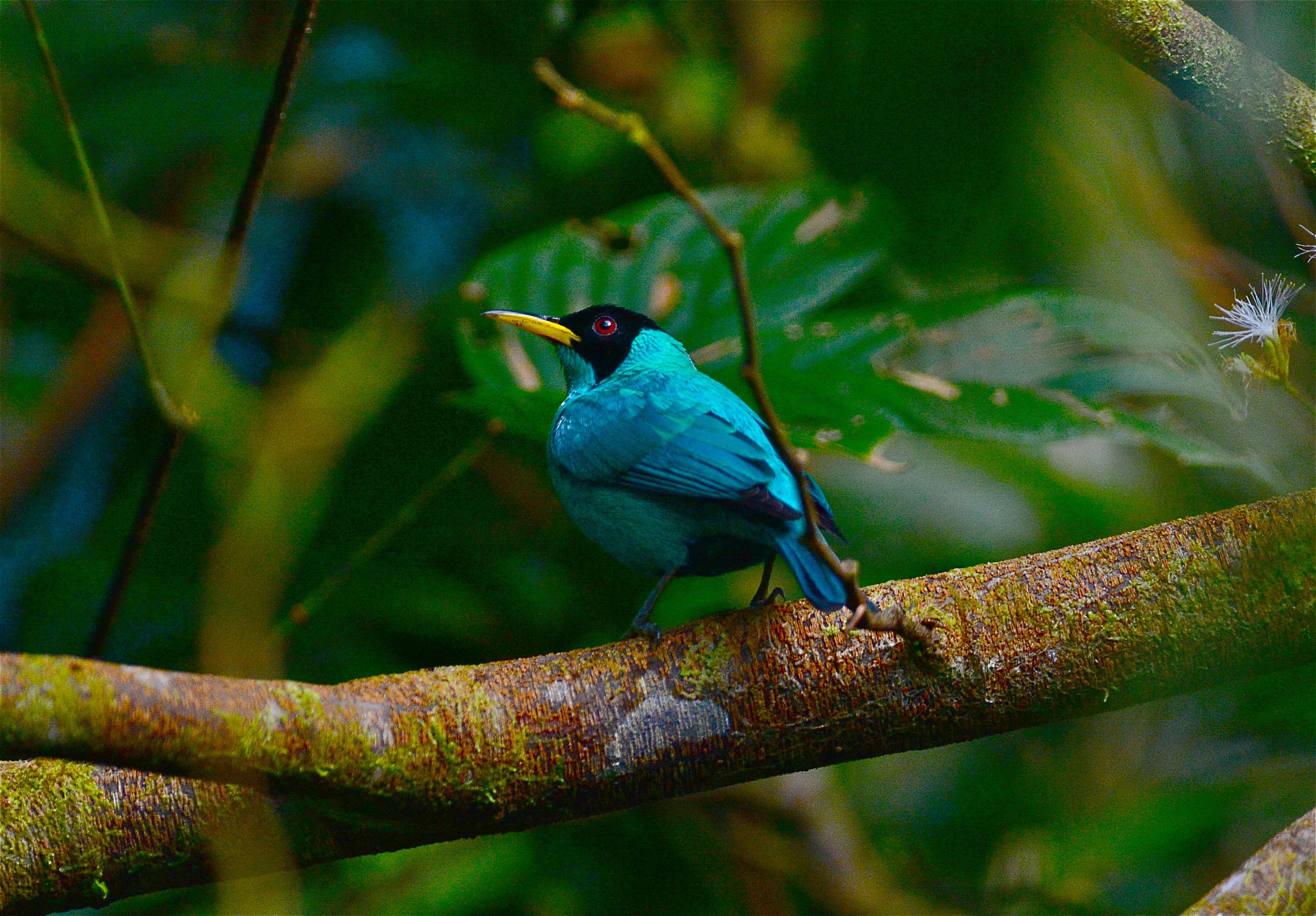 Maschio verde Honeycreeper