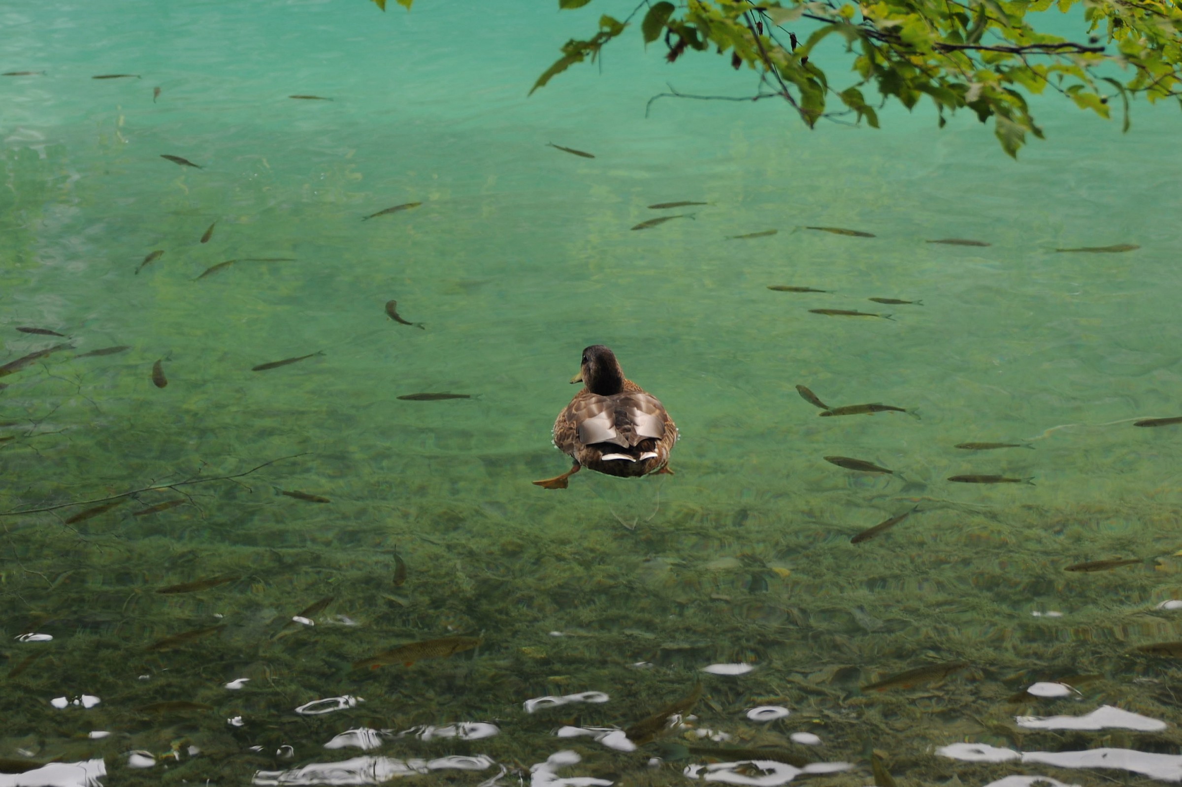 Anatre di Plitvice