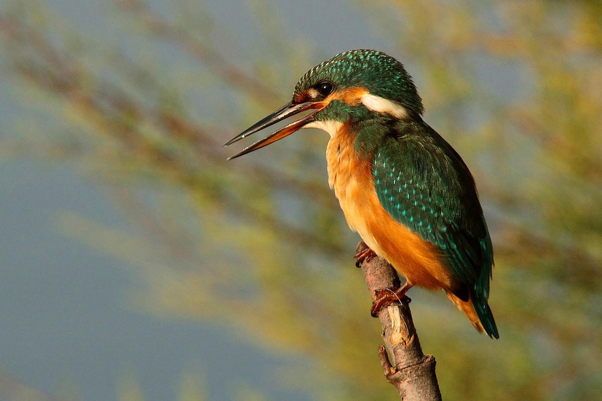 Il mio primo martin pescatore (femmina)