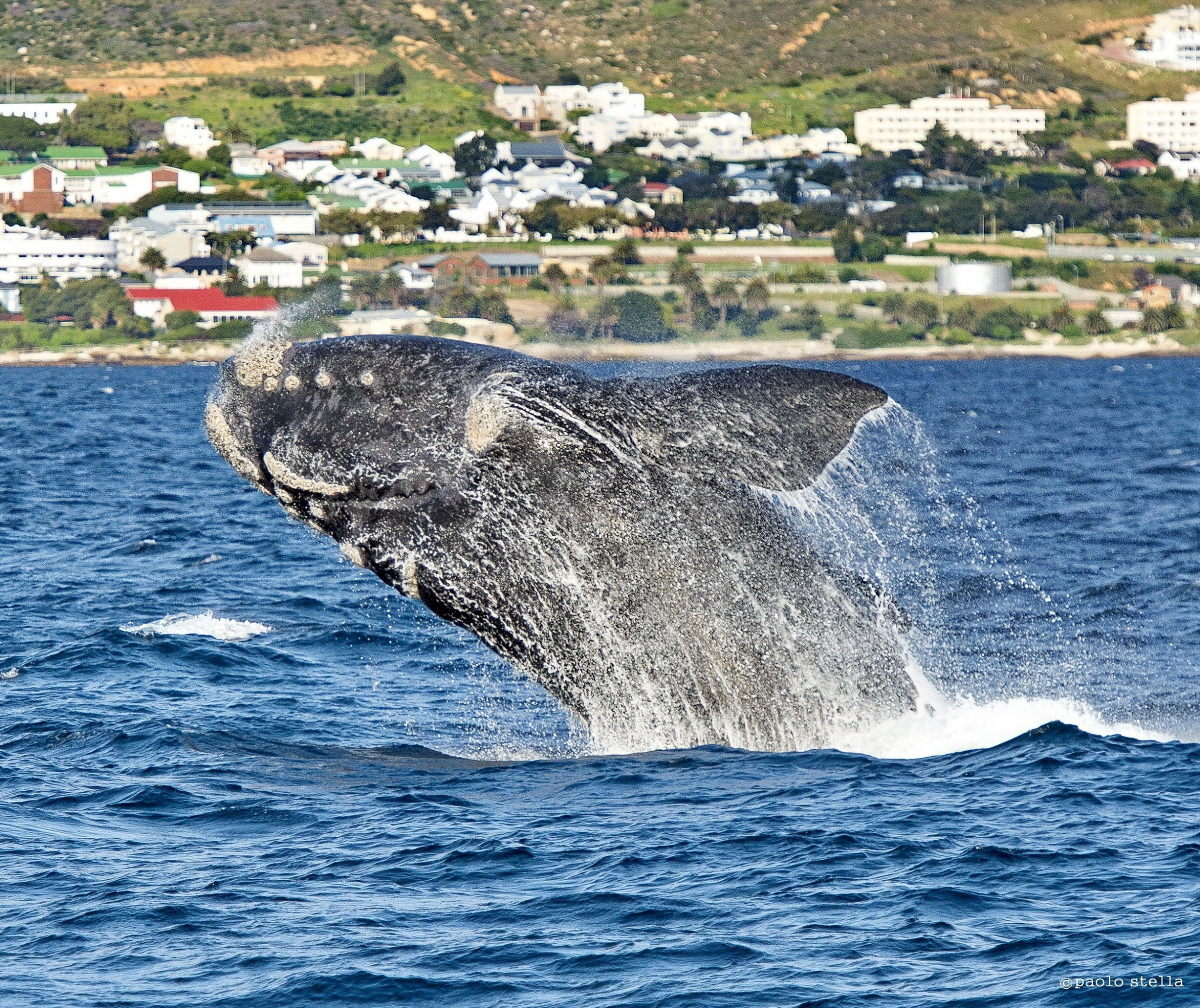 Southern right whale (Eubalaena australis)