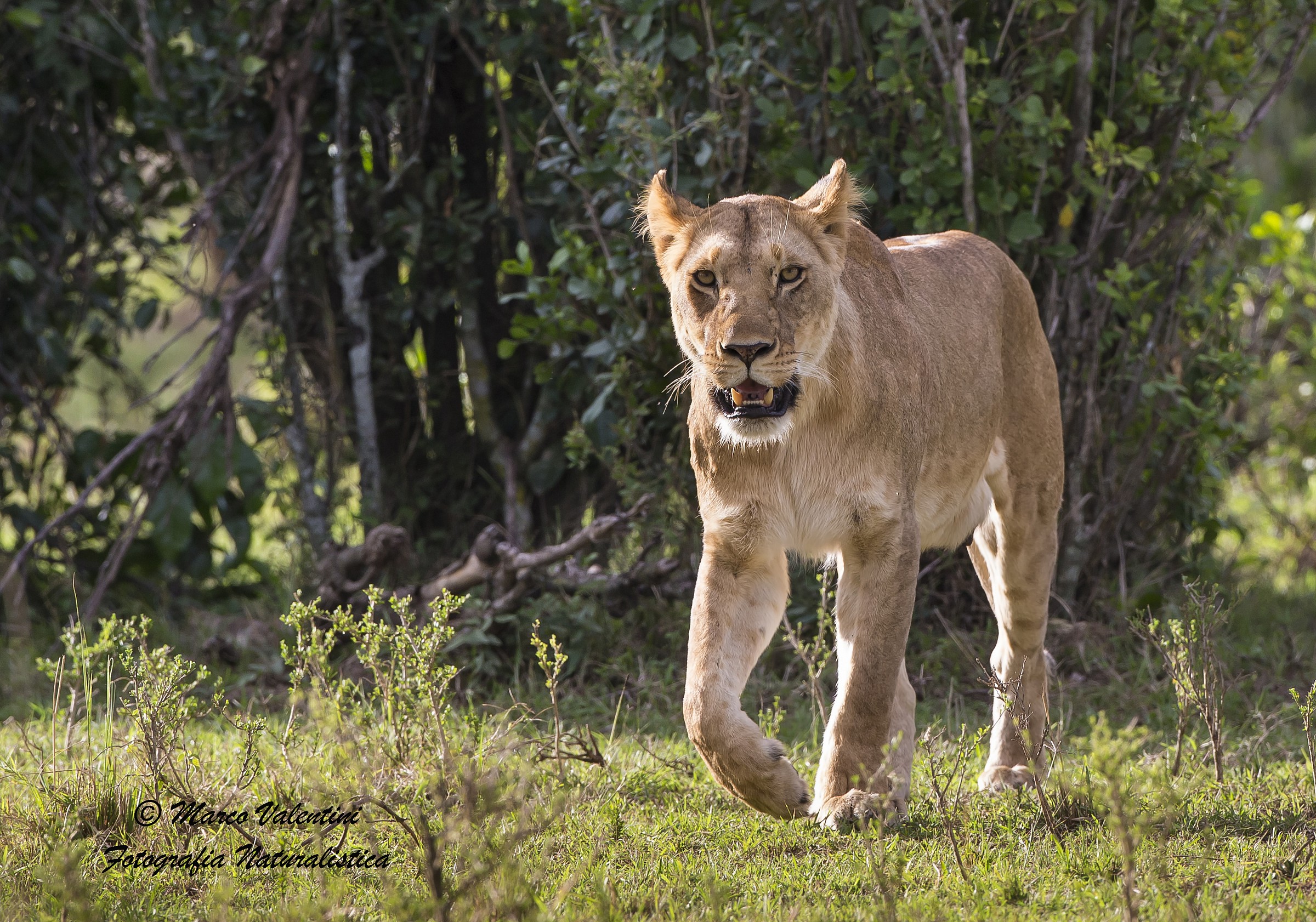 Lioness ground level