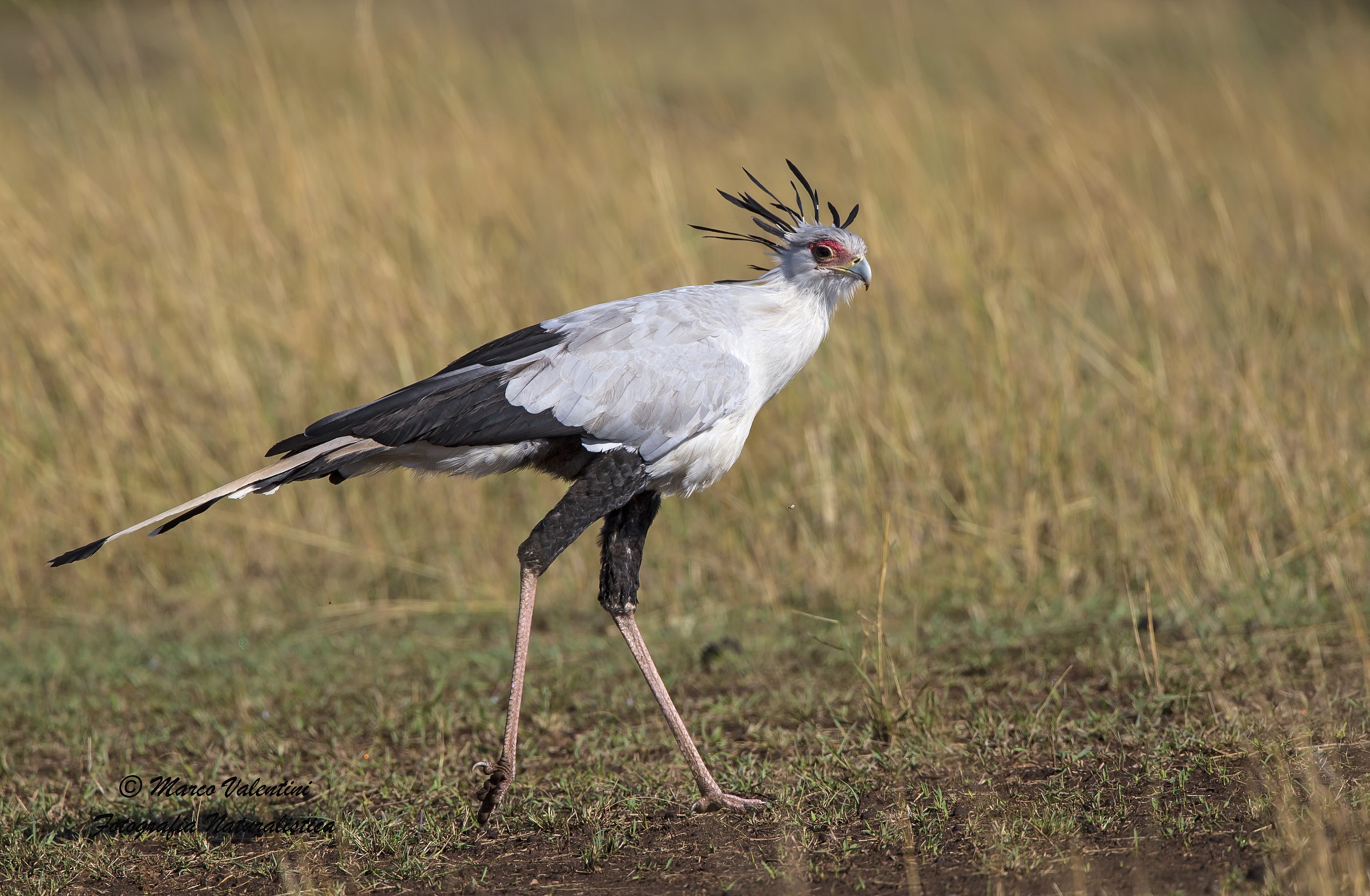 Serpentario in perlustrazione