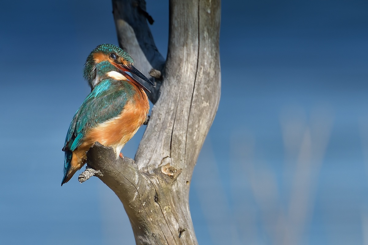 Kingfisher posing 3