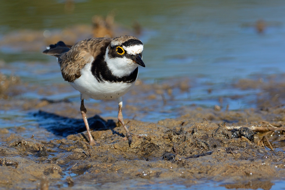Little Ringed Plover