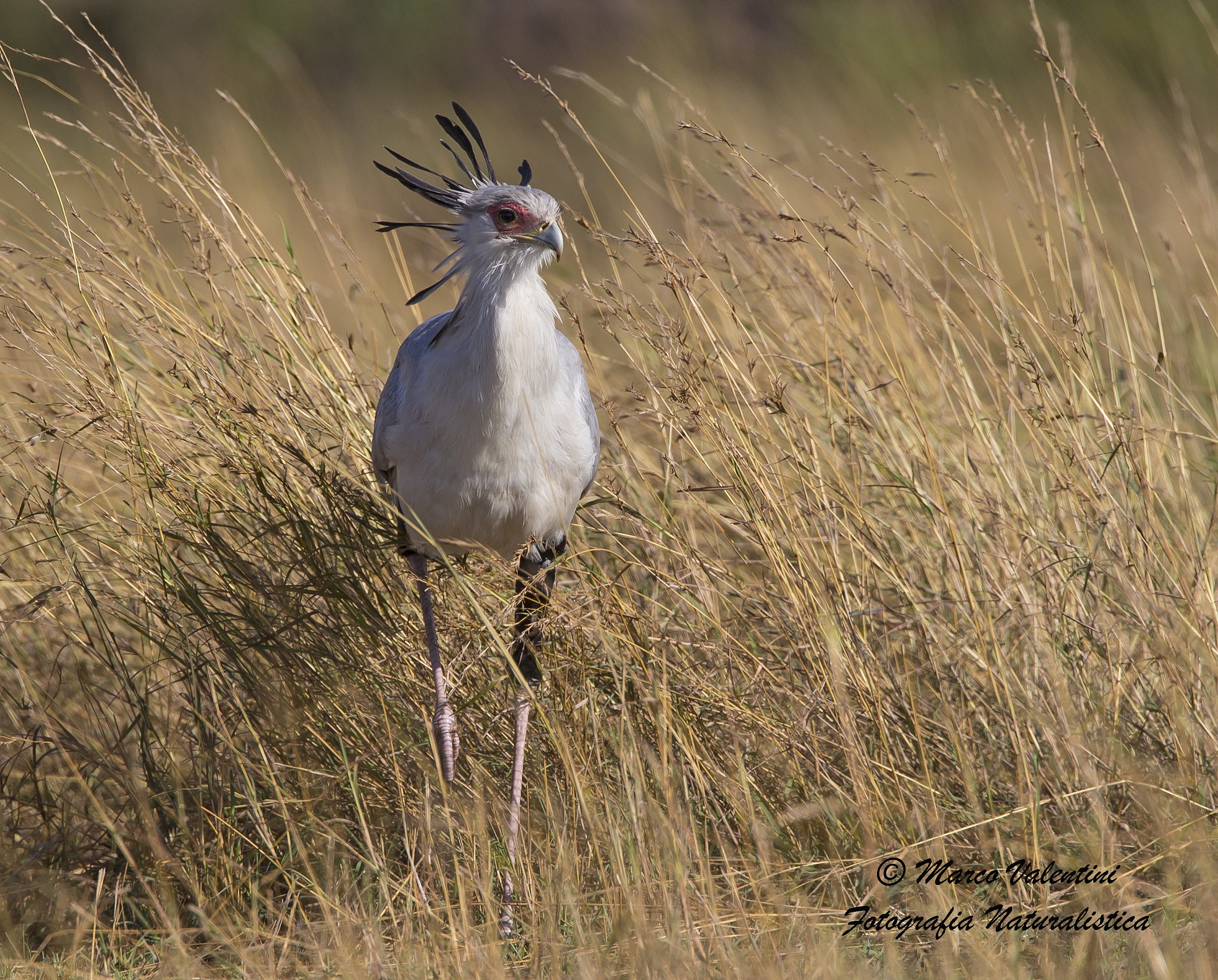 Serpentario in perlustrazione - 3