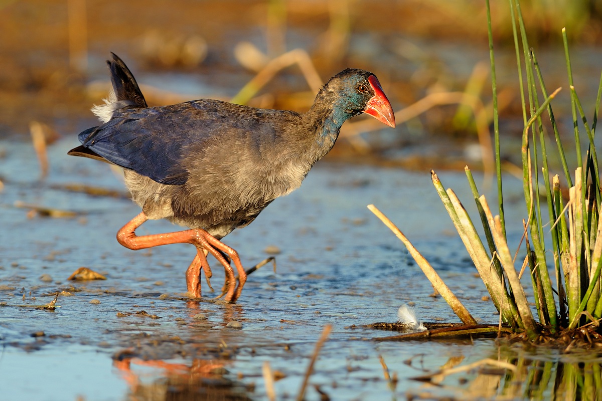 Purple Gallinule juv.