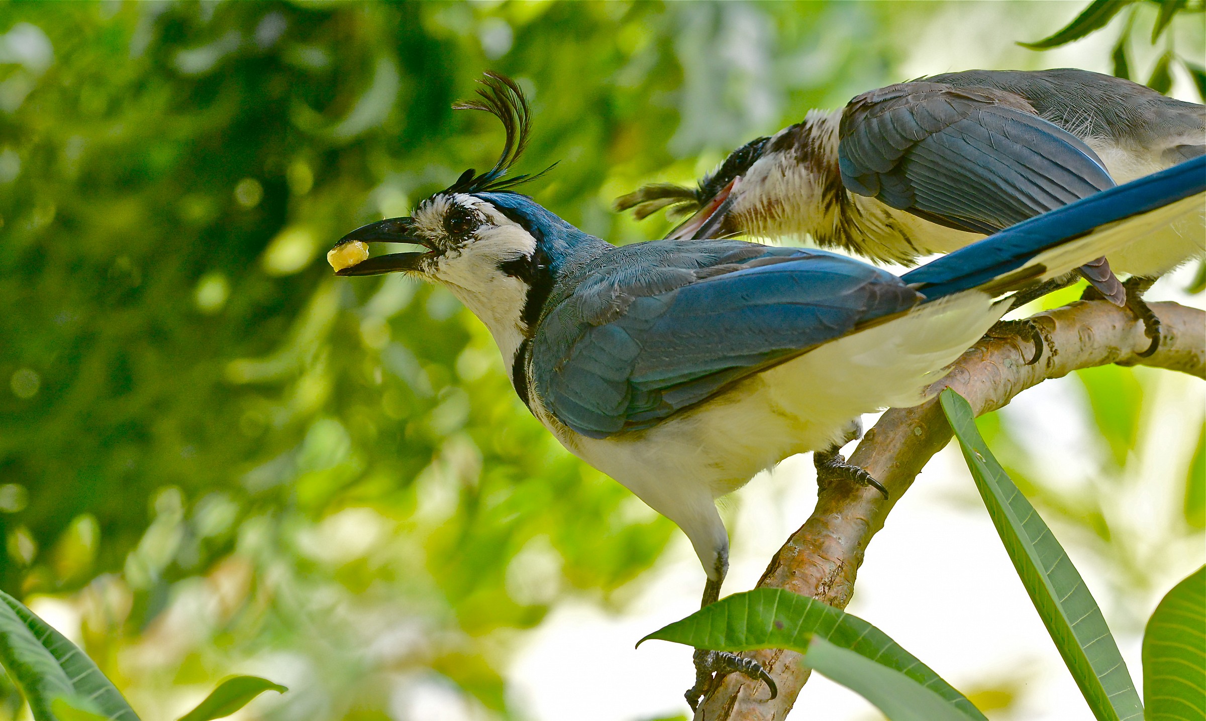 White-Throated Magpie-Jays