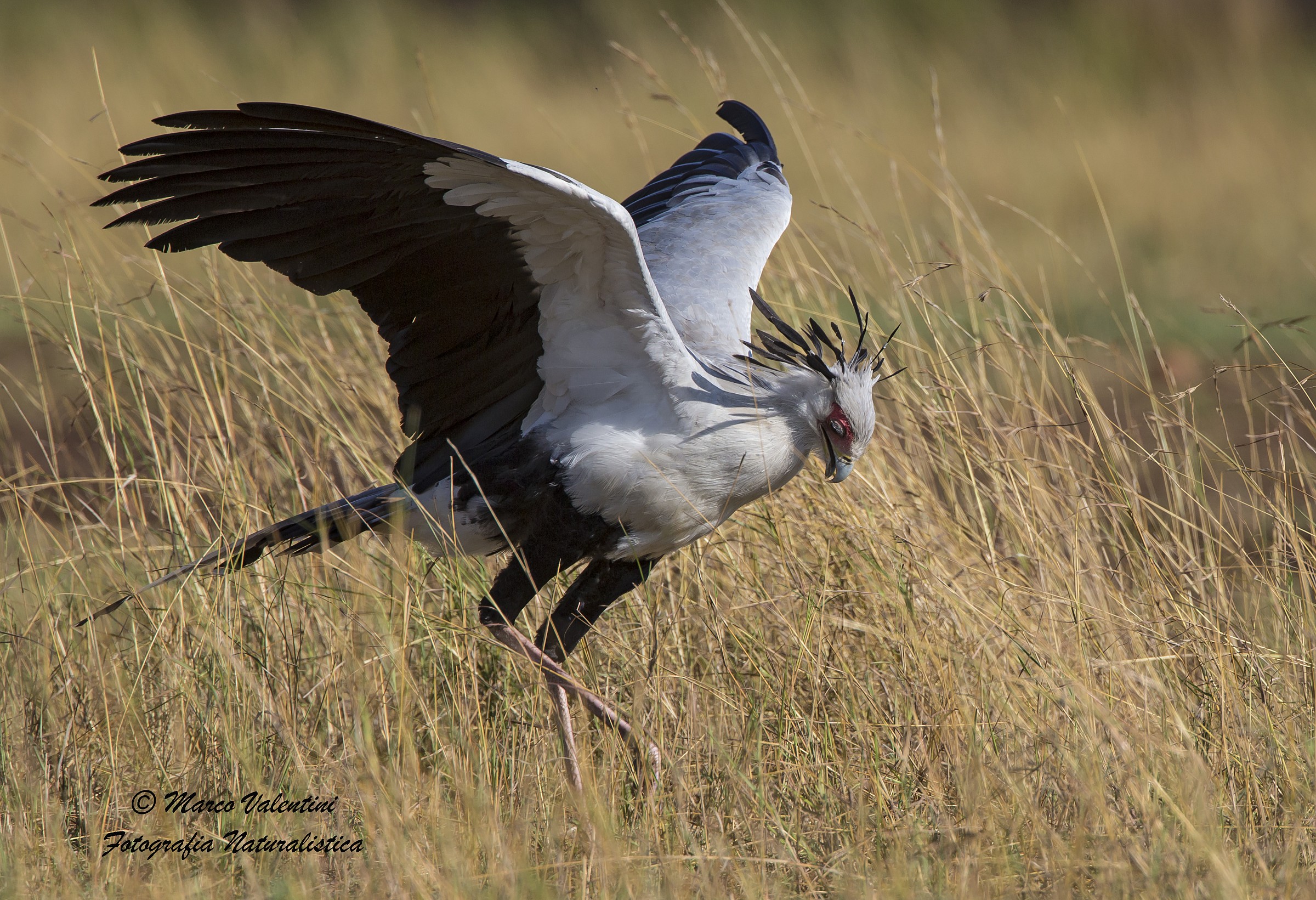 Serpentario in perlustrazione - 4 inizia la caccia