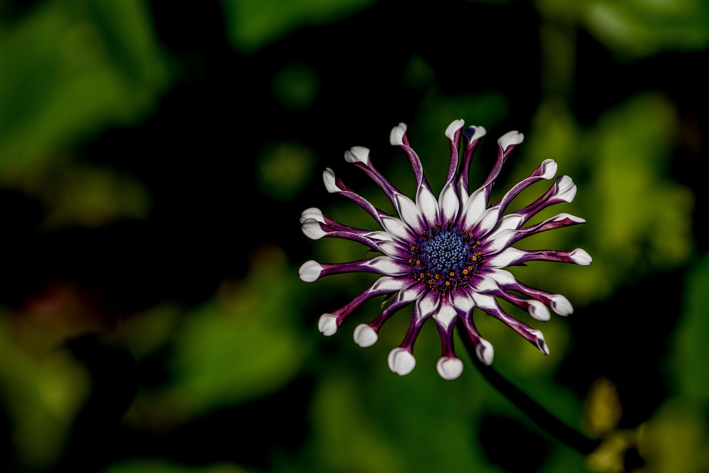 the spacecraft .................