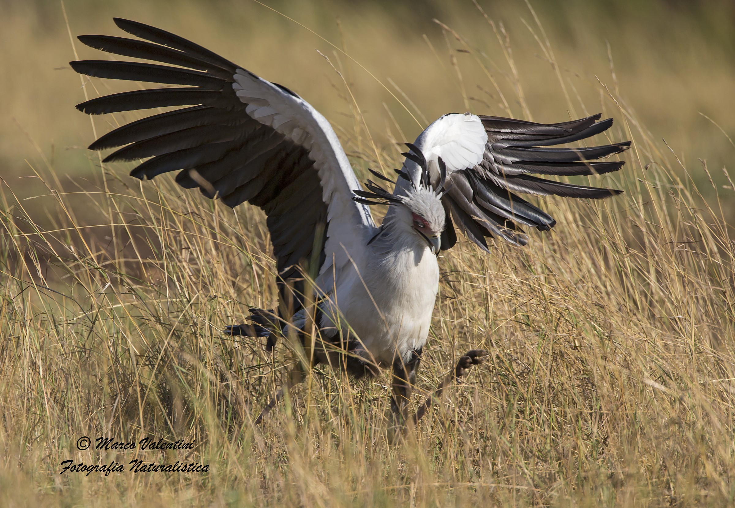 Serpentario in perlustrazione - 5 - L'attacco