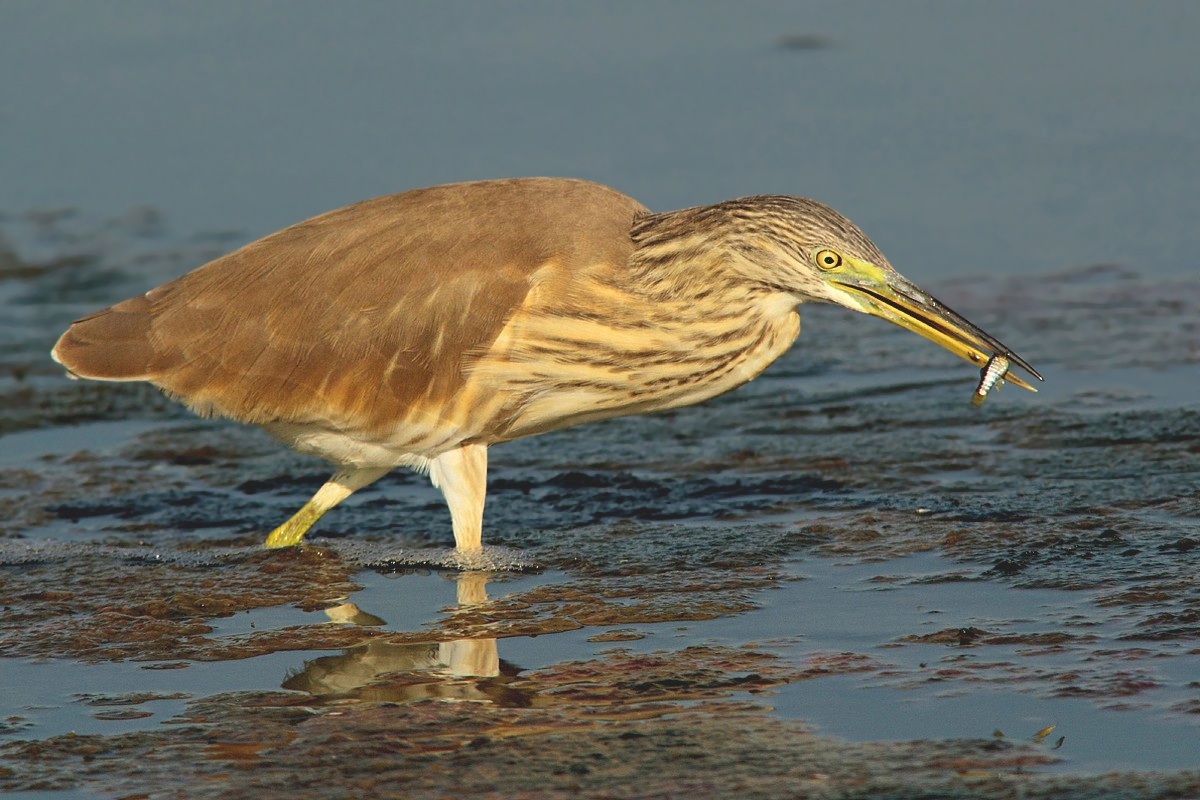 Sgarza ciuffetto con pesce