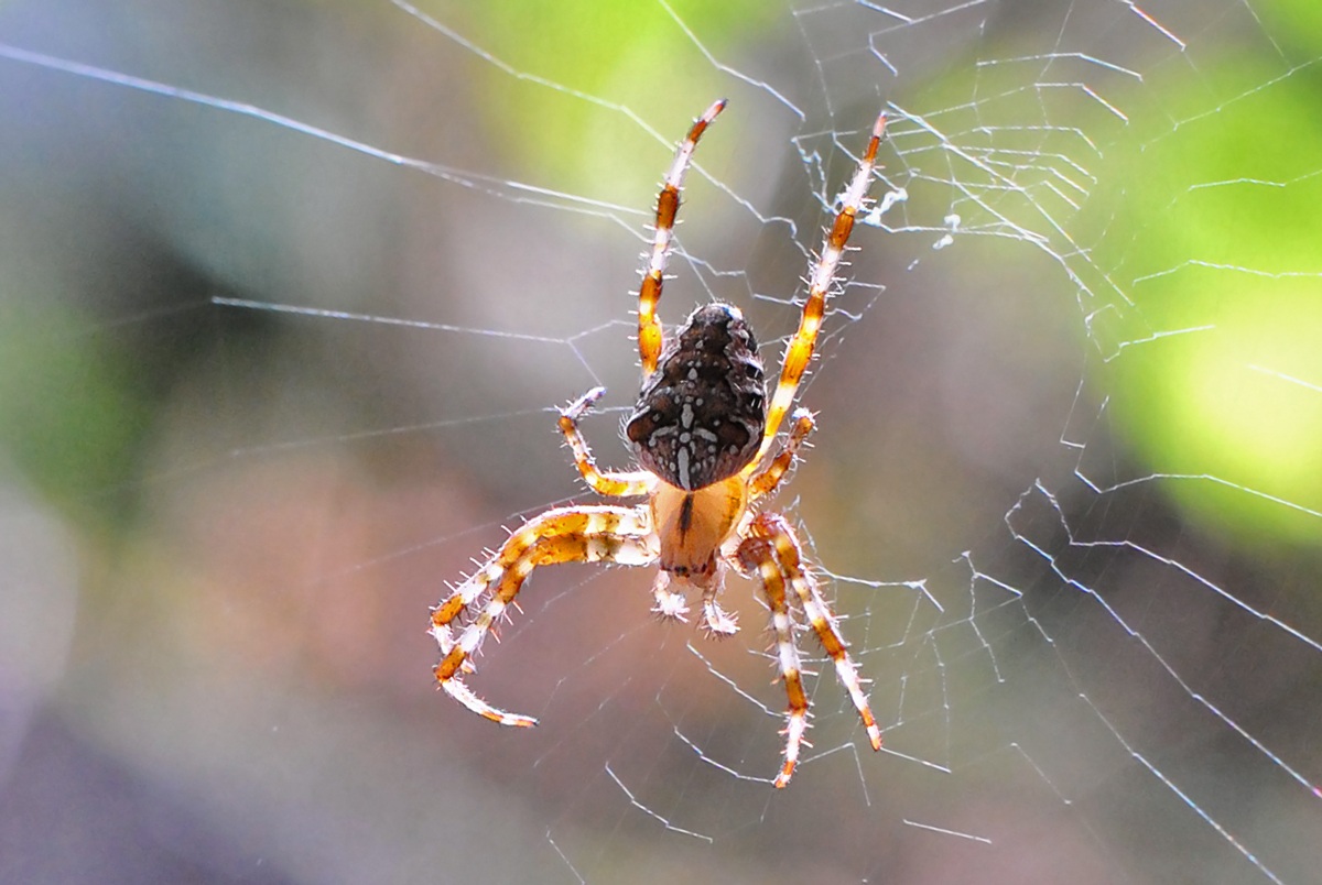 Now part of the condominium